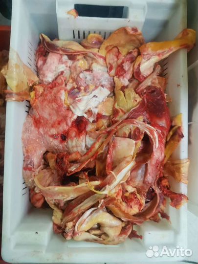 Корм для собак