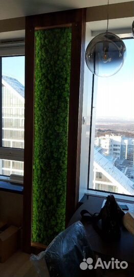 Мох стабилизированный ягель