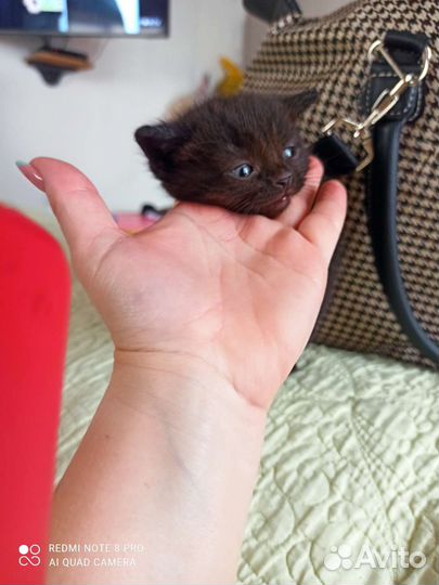Котики бесплатно