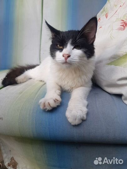 Кошка в дар бесплатно