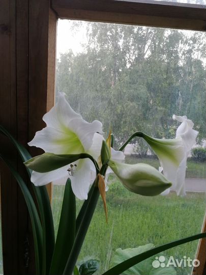 Гипеаструм