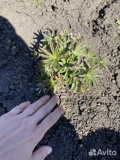 Люпин садовый (саженец)