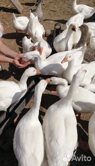 Инкубационные яйца гусей, уток