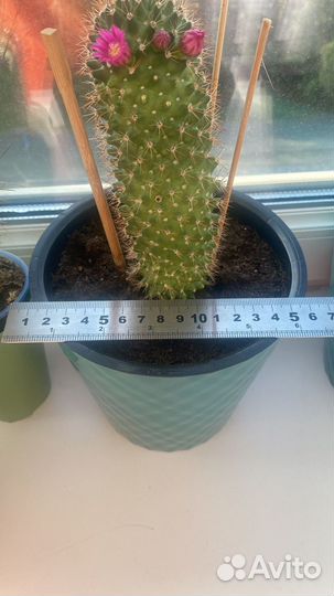 Кактус в горшке