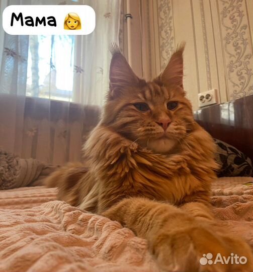 Котята мейн-кун