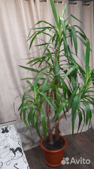 Комнатные растения