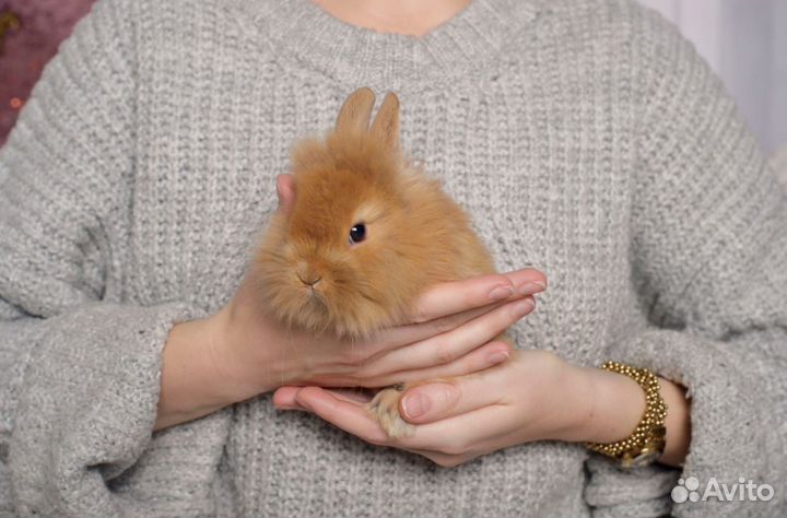 Красавчики маленькие кролики