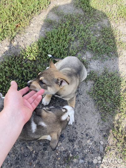 Щенки от хаски