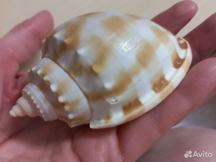 Морские ракушки, раковины