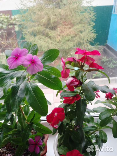 Катарантус