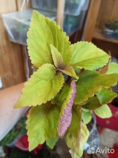 Колеусы вегетативные набор