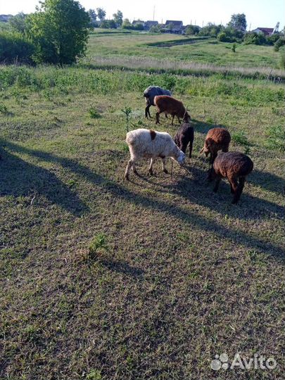 Овцы бараны ягнята