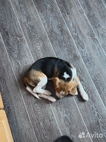 Щенок Бигль мальчик