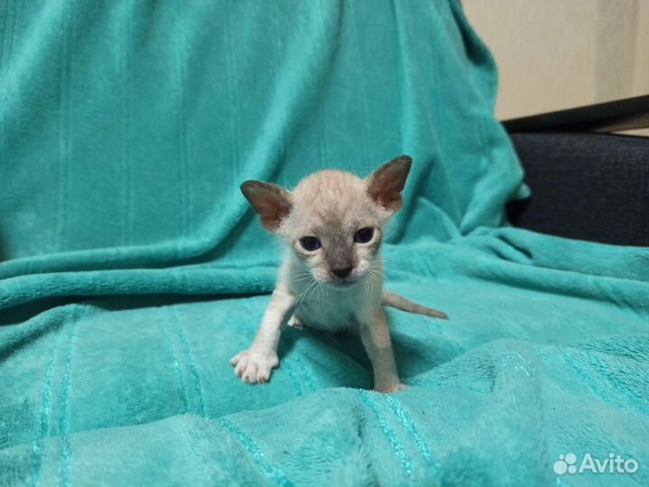 Котята сфинкс