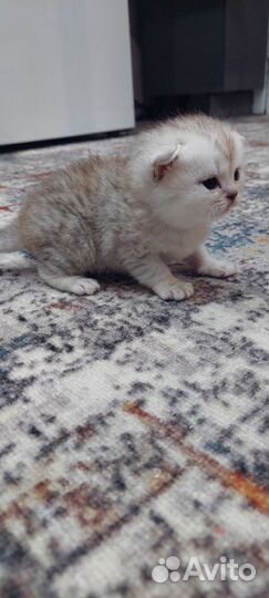 Британские котята