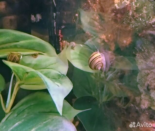 Улитка Спикси (asolene spixi) 