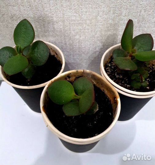 Денежное дерево, толстянка