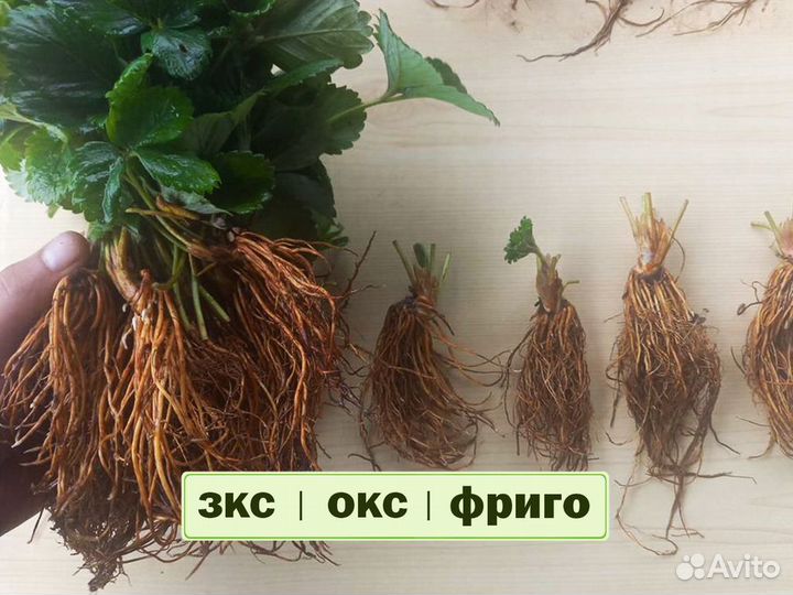 Рассада клубники. Крупная ягода