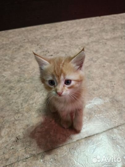 Рыжий котик