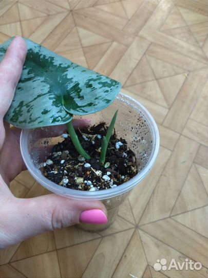 Сциндапсус пиктус Треби / Scindapsus pictus Trebie