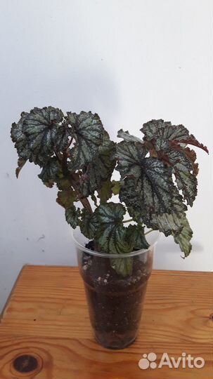 Тростниковые бегонии(кейн) и Грифон