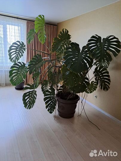 Монстера альба