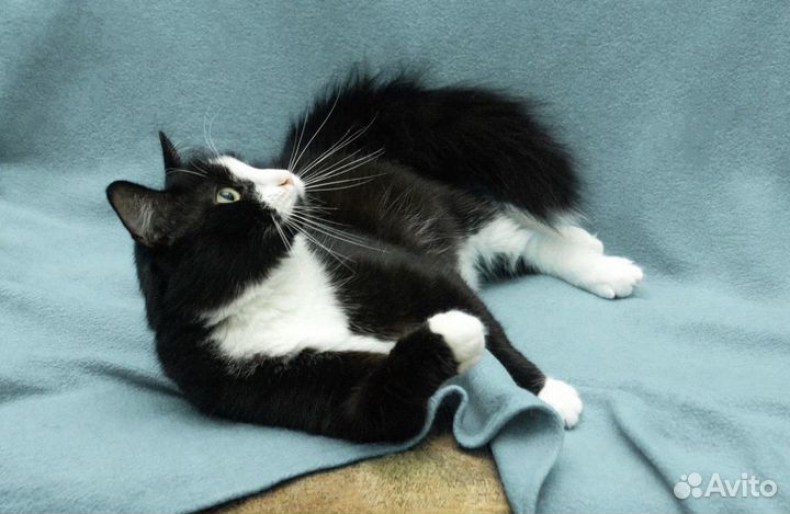 Кот в добрые руки