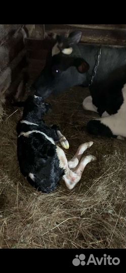 Корова дойная с теленком