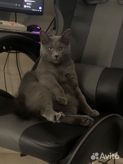 Русский голубой кот