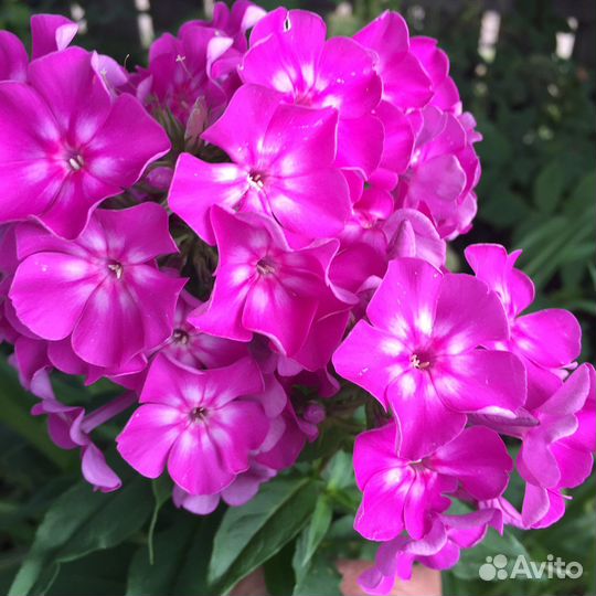 Неприхотливые многолетники