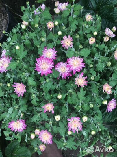 Хризантемы мультифлора