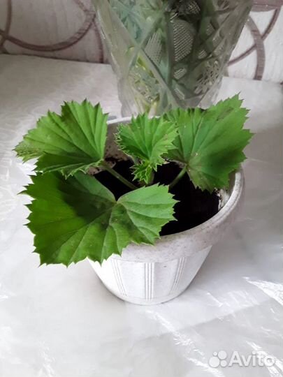 Пеларгония герань