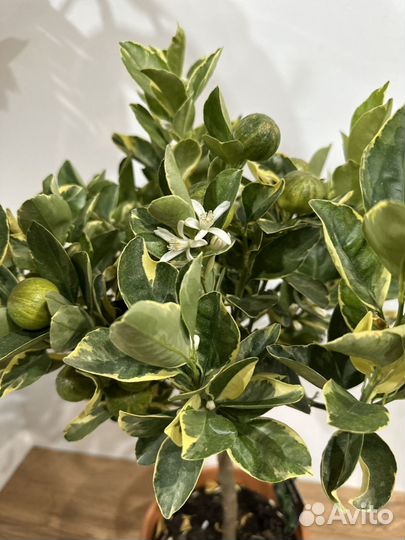 Цитрофортунелла Каламондин Вариегата цветы/плоды