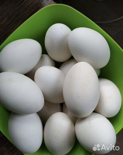 Гуси утиное/куриное/перепелиное яйцо