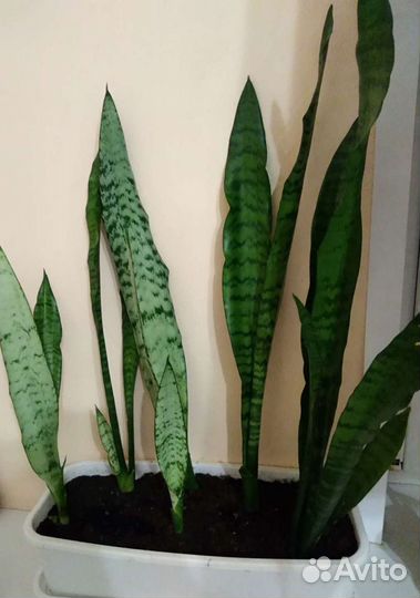 Сансевиерия