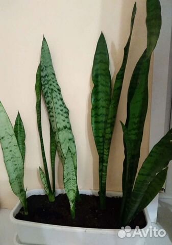 Сансевиерия