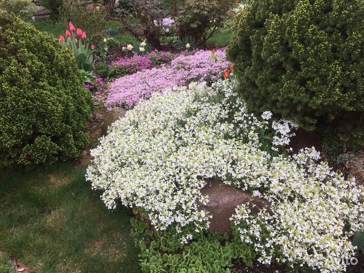 Арабис многолетний