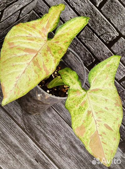 Сингониумы сортовые 2