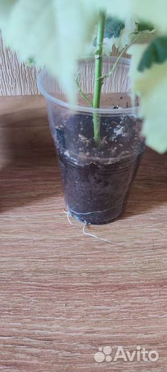 Абутилон Савицкого