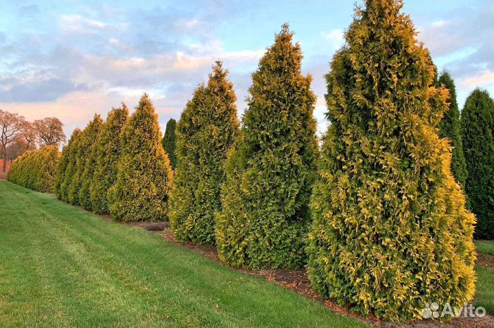 Туи вип класса