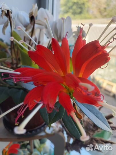 Цветы домашние. Большие размеры, для офиса