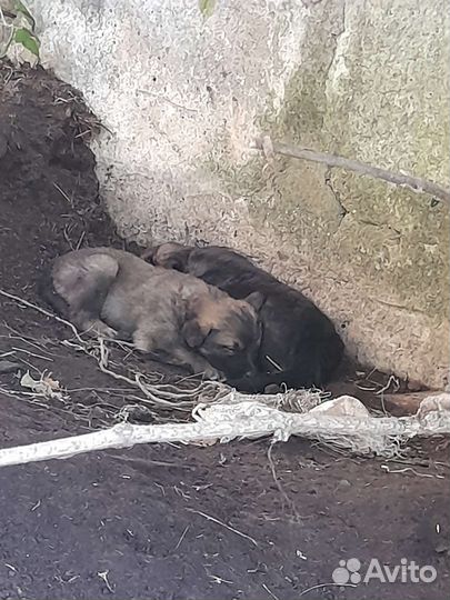 Щенки кавказской овчарки бесплатно