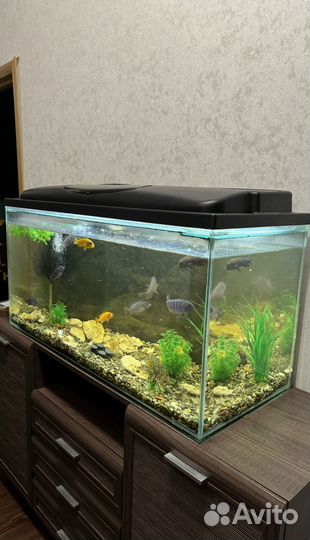 Аквариум с рыбками, рыбы