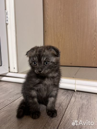 Шотландская смесь