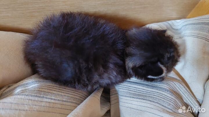 Котёнок мальчик в добрые руки