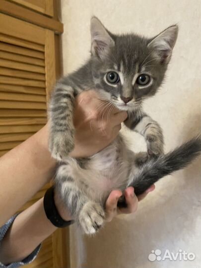 Котенок ищет дом
