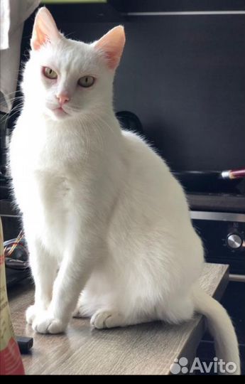 Кошечка в дар