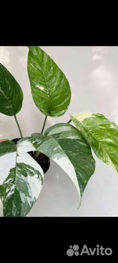 Хавортия вариегатная