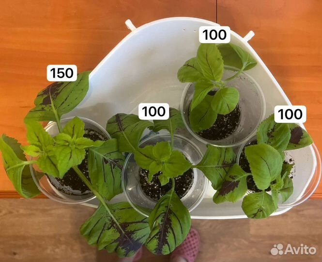 Колеусы