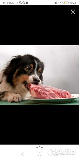 Корм для собак